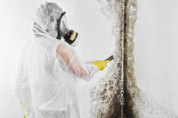 Best Black Mold Removal  in Silver Springs, NV