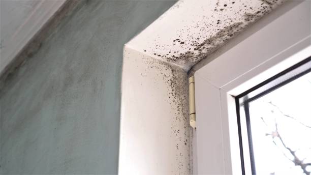 Best Mold Removal Company Near Me  in Silver Springs, NV