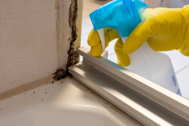 Professional Mold Removal in Silver Springs, NV