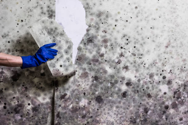 Best Mold Cleaning Services  in Silver Springs, NV