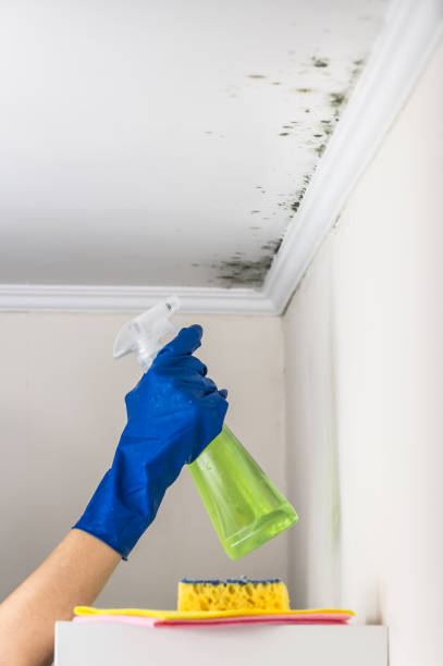 Best Mold Removal Near Me  in Silver Springs, NV