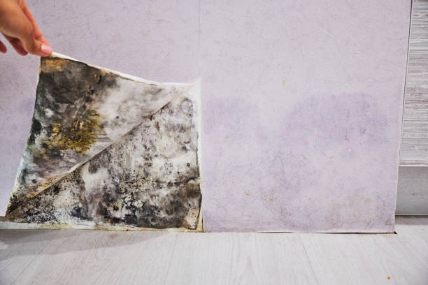 Best Certified Mold Removal  in Silver Springs, NV